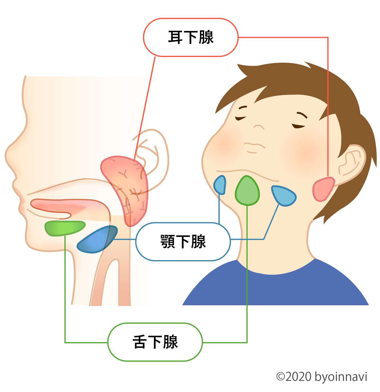 風邪 大人 おたふく おたふく風邪の合併症、ムンプス難聴とは：朝日新聞デジタル